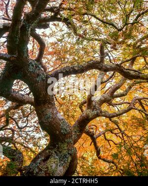 Autunno, acero giapponese, foglia di pizzo, Acer palmatum, Fern Canyon Garden, Mill Valley, California Foto Stock