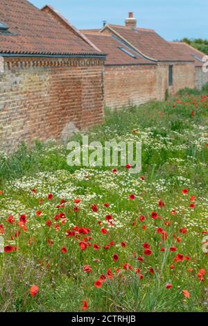 Papaveri (Papava rhoeas), Mayweed profumato (Matricaria recutita), che cresce insieme e fiorisce su terreno disturbato accanto a edifici agricoli. Maggio-giugno, Foto Stock