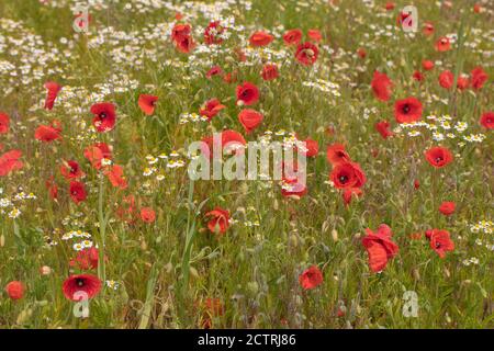 Papaveri (Papava rhoeas), Mayweed profumato (Matricaria recutita), che cresce insieme e fiorisce su terreno disturbato accanto a edifici agricoli. Maggio-giugno, Foto Stock