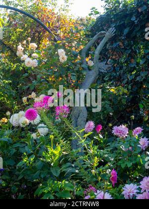 Chenies Manor Garden a metà settembre 2020. Statua che raggiunge attraverso le dahlias rosa, Cleome e rose crema a fine estate. Foto Stock