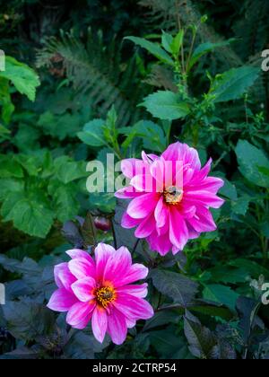 Dahlia 'fascino' con un'ape di miele e l'ape di bumble che impollinano. Chenies Manor Sunken Garden, Buckinghamshire. Foto Stock