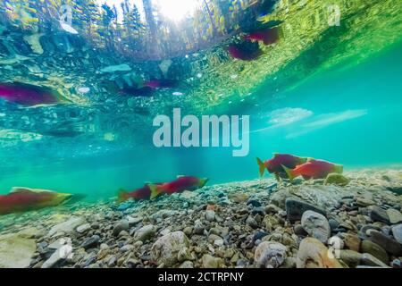 Sockeye Salmon, Oncorhynchus nerka, sui loro terreni di riproduzione di ghiaia nel fiume Cooper, Okanogan-Wenatchee National Forest, Washington state, USA Foto Stock