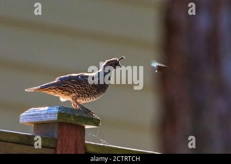 Quail in piedi sulla recinzione del cortile Foto Stock