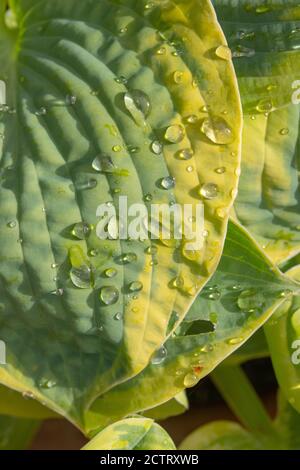 Giglio di plantain (Hosta sp.), gocce di pioggia su coste, venato, profilo di ovate, variegato, foglie sovrapposte. Fogliame. Primo piano. Foto Stock