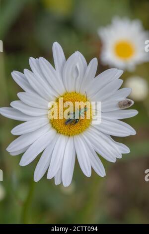 Bue-ey Daisy (Leucanthemum vulgare). Marguerite, o daisy luna, o daisy cane. Il fetile delle zampe grasse (Oedemera nobolis), un maschio, che si nuce al polline. Foto Stock