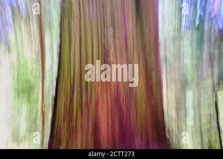 Panoramica verticale utilizzata per catturare l'albero di sequoie della California sfocato ma riconoscibile. La massiccia circonferenza di albero è centrale con colore da malva a marrone Foto Stock