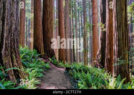 Felci verdi luminosi sul pavimento della foresta contrastano con i tronchi molto alti, spessi e diritti delle possenti sequoie californiane come si vede lungo un sentiero escursionistico Foto Stock