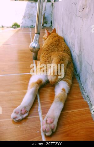 Carino, gatto giallo naughty che giace a faccia in giù sul pavimento fuori della casa alla mattina Foto Stock
