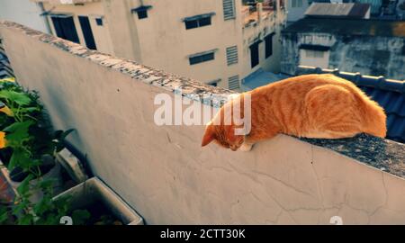 Carino, gattino giallo giallino sdraiato sul muro e guardando verso il basso, amabile animale domestico divertirsi al mattino Foto Stock