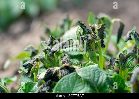 Piante di patata danneggiate dal gelo.prime piante di patata che mostrano segni di gelo danno alle foglie. Foglie di patate morse dal gelo. Foto Stock