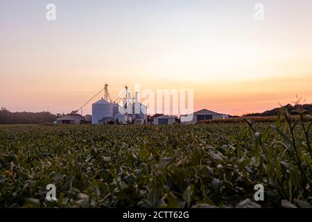 Una vista al tramonto dei moderni granai e silos di una grande azienda agricola di dimensioni industriali specializzata nella produzione di grano, mais e soia su larga scala Foto Stock