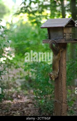 Eastern Gray Squirrel steals from a bird feeder Foto Stock
