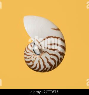 Conchiglia Nautilus su sfondo giallo Foto Stock