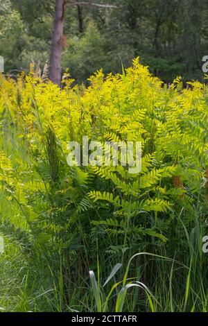 Fern reale (Osmunda regalis). Crescita emergente di primavera di nuovi fronti. Coltivando in un terreno boschivo bonificato di Calthorpe Broad NNR, SSSI. Norfolk. Foto Stock