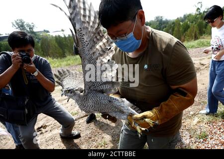 Pechino, Cina. 24 Settembre 2020. Un goshawk, due gheppi e due subbuteos Falco riacquistano la salute e ritornano alla natura a Pechino, Cina il 24 settembre 2020.(Photo by TPG/cnsphotos) Credit: TopPhoto/Alamy Live News Foto Stock