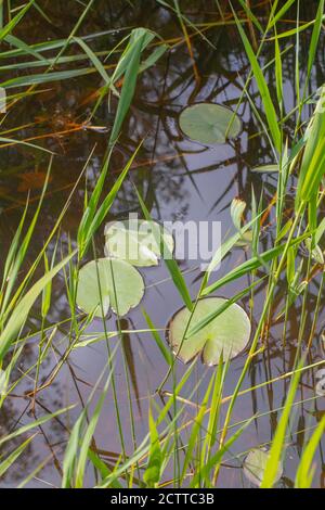 Forme a foglia contrastante di galleggianti e emergenti piante acquatiche d'acqua dolce vita. Foglie galleggianti rotonde di giglio d'acqua bianco (Nymphaea alba), e canne Foto Stock