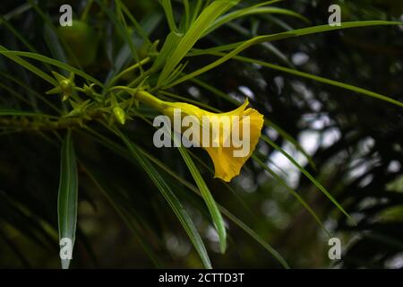 Cabbabela thevetia o giallo oleandro fiore a fuoco con verde foglie circostanti Foto Stock