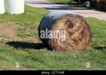 Una vecchia balla di fieno asciutta avvolta in rete di protezione in nylon per la conservazione e lo stoccaggio lasciato in campo locale su non tagliato erba accanto a strada stretta paese Foto Stock