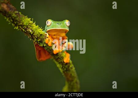 Cruziohyla calcarifer, la splendida rana di foglie o splendida rana, è una rana di alberi della famiglia Phyllomedusidae descritta nel 1902 da George Albert Bo Foto Stock