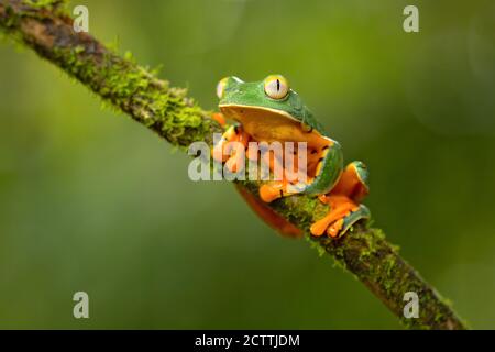 Cruziohyla calcarifer, la splendida rana di foglie o splendida rana, è una rana di alberi della famiglia Phyllomedusidae descritta nel 1902 da George Albert Bo Foto Stock