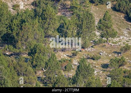 Rothirsch im Schweizer Nationalpark Foto Stock