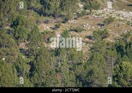 Rothirsch im Schweizer Nationalpark Foto Stock