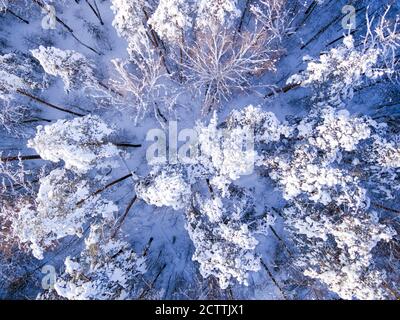 Vista aerea del drone sulla foresta invernale dopo la nevicata. Uccelli occhio neve paesaggio Foto Stock