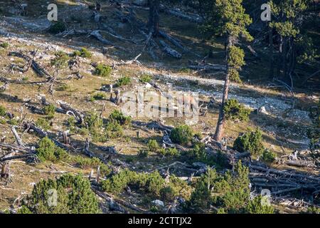 Suhlender Rothirsch im Schweizer Nationalpark Foto Stock