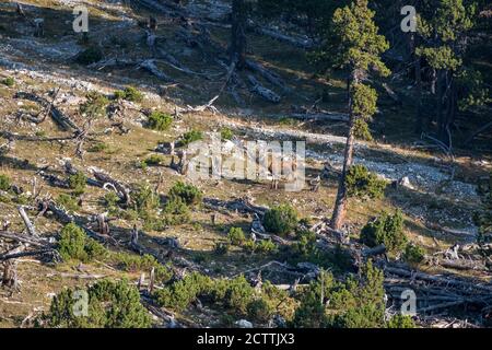 Suhlender Rothirsch im Schweizer Nationalpark Foto Stock