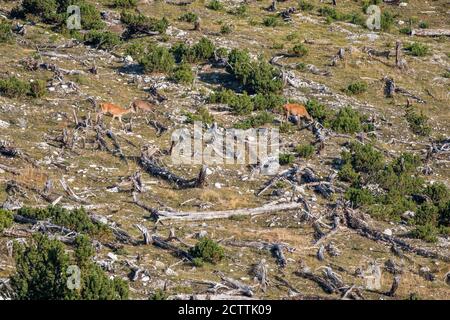 Rothirsch im Schweizer Nationalpark Foto Stock