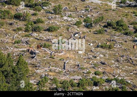 Rothirsch im Schweizer Nationalpark Foto Stock