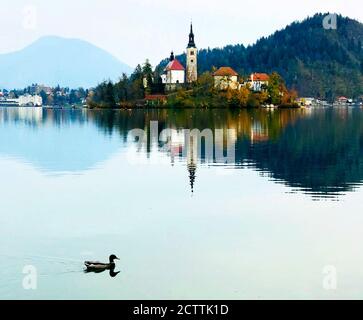 Lago di Bled in Slovenia. Paesaggio naturale idilliaco. Incredibile isola sul bordo del lago. Alpi Giulie. Anatra nuota. Riflessione panoramica in acqua. Periodo autunnale. Foto Stock