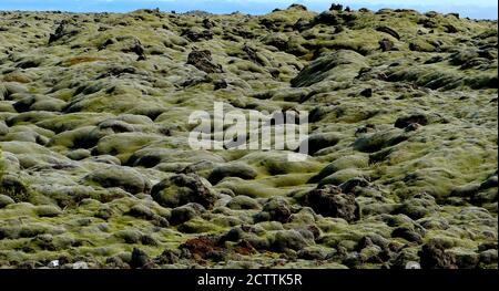 Muschio verde islandese. Campi di lava. Muschio in Islanda. Situato lungo la costa meridionale dell'Islanda, Eldhraun è il flusso di lava più grande del mondo. Foto Stock