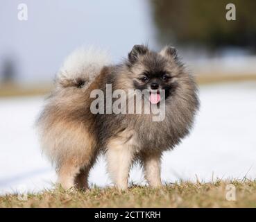 Pomeranian. Cane adulto in piedi su erba. Foto Stock