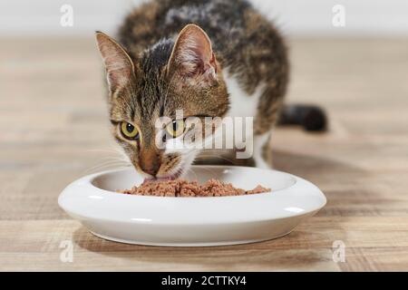 Gatto domestico. Un gatto adulto mangia cibo umido da una ciotola. . Restrizioni: Bloccato per negozi di animali domestici e alimenti per animali domestici Foto Stock