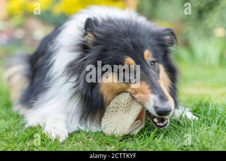 Ruvida Collie. Cane adulto sdraiato su un prato, mentre si mangia rumen. Foto Stock