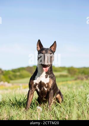 Miniatura Bull Terrier. Cane adulto seduto su un prato. Foto Stock