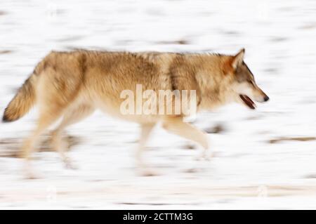 Lupo europeo (Canis lupus lupus lupus). Trotto adulto nella neve. Parco Nazionale della Foresta Bavarese, Baviera, Foto Stock