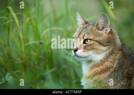 Gatto domestico. Un adulto seduto in un prato. Foto Stock