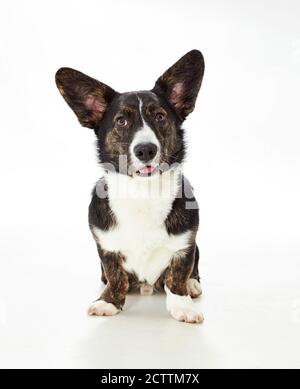 Gallese Corgi Cardigan. Giovane cane maschio seduto. Foto Stock