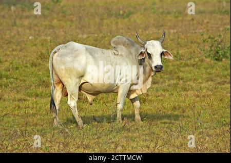 Bull, bovini domestici, Los Lianos in Venezuela Foto Stock