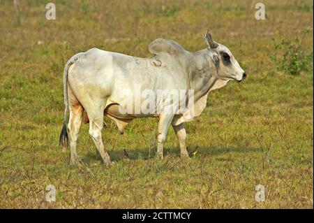 Bull, bovini domestici, Los Lianos in Venezuela Foto Stock