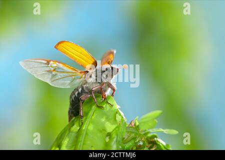 Scarafaggio comune, Maybug (melolontha melolontha), su ramoscello, apertura ali. Foto Stock