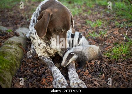 Amici animali: Europeo Badger (Meles meles) e cane domestico. Puntatore corto tedesco adulto e tassi giovani. Foto Stock