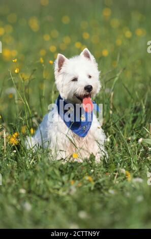 West Highland White Terrier. Cane adulto seduto su un prato. Foto Stock