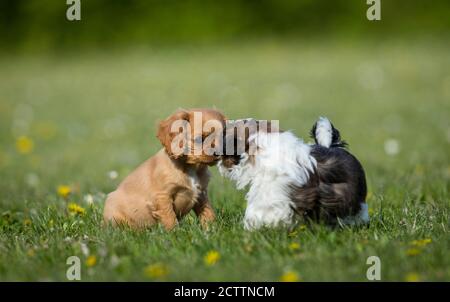 Shih Tzu e Cavalier re Carlo Spaniel. Due cuccioli si incontrano in un prato. Foto Stock