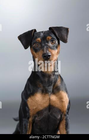 Pinscher in miniatura. Ritratto di cane adulto. Immagine dello studio su sfondo grigio. Foto Stock