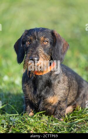 Dachshund con capelli a filo. Uomo adulto seduto su un prato, durante una caccia. Foto Stock