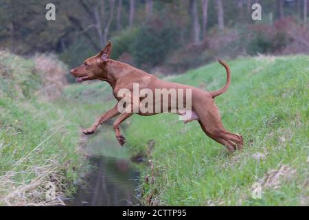 Magyar Vizsla, ungherese Vizsla. Il maschio adulto salta su un fossato. Foto Stock