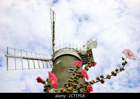 Grande mulino a vento Bircham e fiori di malva fioriti. Great Bircham, Norfolk, Inghilterra. Fuoco selezionato sul mulino a vento. Foto Stock